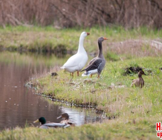 Vermoedelijk botulisme op twee plekken in Haarlem