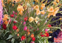 Haarlem maakt zich op voor kleurrijk Bloemencorso: dit moet je weten over de bereikbaarheid