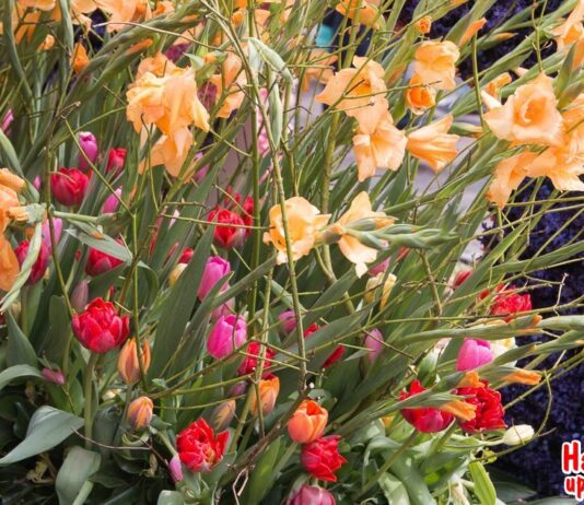 Haarlem maakt zich op voor kleurrijk Bloemencorso: dit moet je weten over de bereikbaarheid