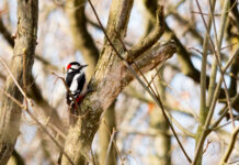 Kennemer Vogeldag in de kijker