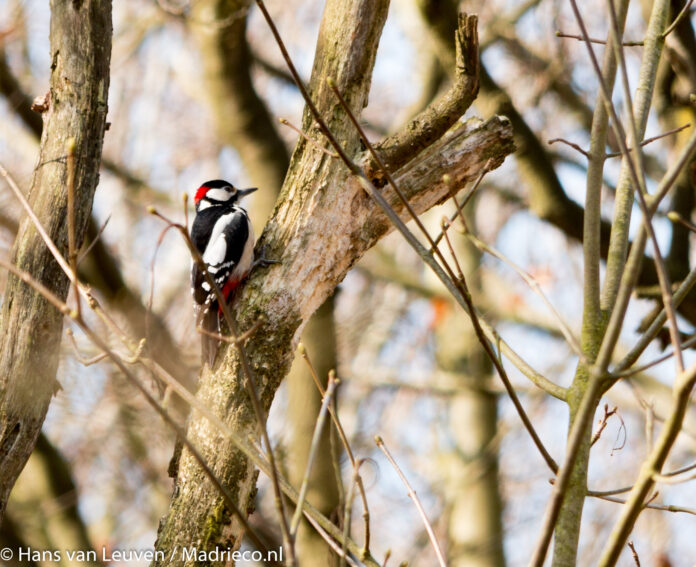 Stock vogels, natuur, bomen, specht