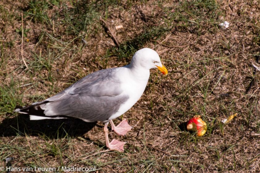 Meeuwenoverlast: verbod op voeren van meeuwen en duiven