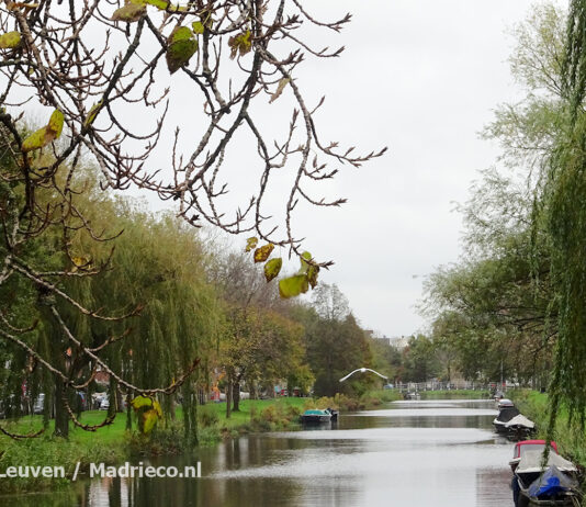Nieuwe Bomenverordening Haarlem 2019