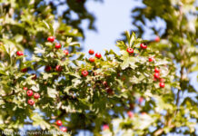 Aquarel les geïnspireerd door de natuur