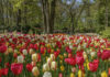Keukenhof is een leuk uitje voor het hele gezin! PR foto Keukenhof. Foto: Keukenhof.nl.