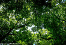 Van licht naar donker – of van donker naar licht? Unieke BosBeleving in Buitenplaats Elswout