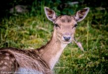 Reeën spotten op buitenplaats Leyduin