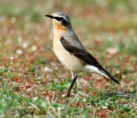 Lezing over de Tapuit. Waardoor verdween deze prachtige duinvogel? De Tapuit. Fotografie: Piet Munsterman/Saxifraga.