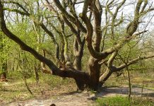 Ingezonden foto’s: duinen van Castricum