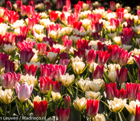 Keukenhof opent niet in 2020