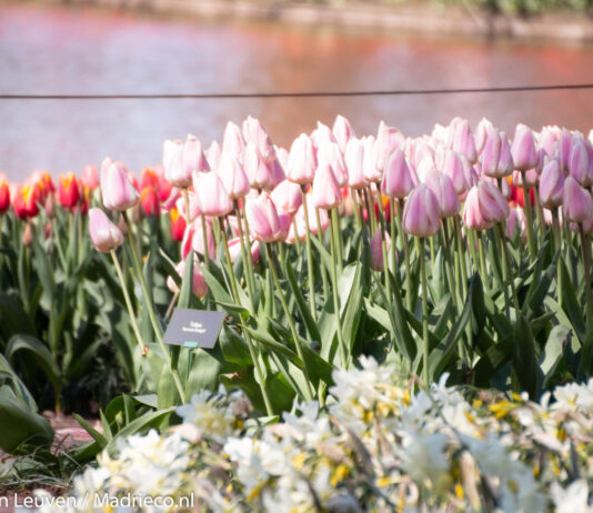 Virtueel wandelen door Keukenhof