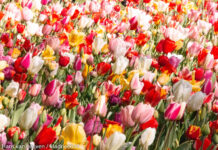 Keukenhof eindelijk weer open