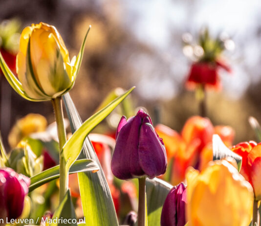 Keukenhof: 2019 in cijfers
