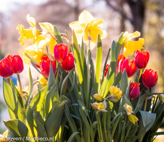 Eigen tuin in Keukenhof voor ‘Bollenjongens’