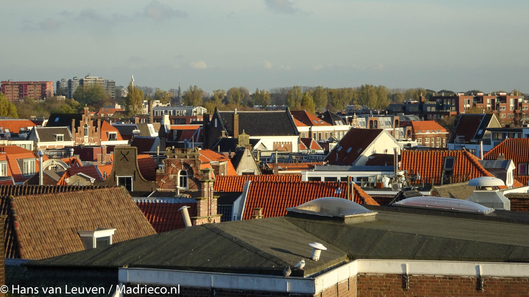 Maak jouw buurt leuker en groener: zo word je actief in een Haarlems wijkplatform