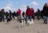 The Big Walk: grootste hondenwandeling van Nederland
