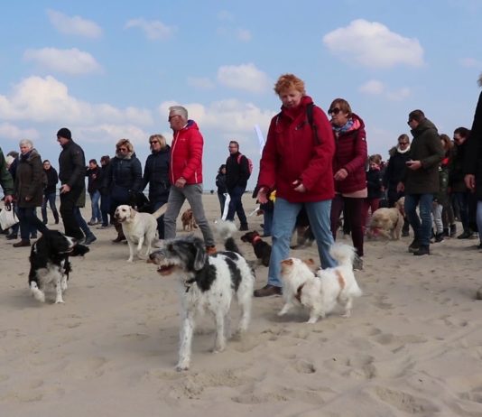 The Big Walk: grootste hondenwandeling van Nederland