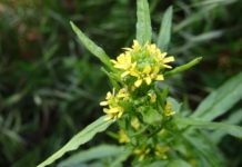 Ingezonden foto’s: onkruid en bloemen