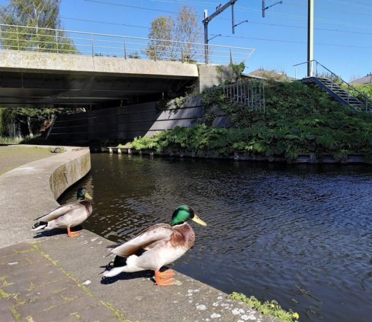 Haarlem kiest voor natuurvriendelijke oevers Geen natuurlijke oever. Fotografie: Melissa Oosterbroek.