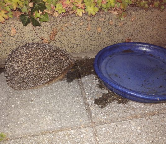 Egelopvang Haarlem en Omstreken: help de egels Ingezonden foto Egelopvang Haarlem