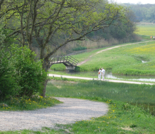 Zagen op Middenduin Middenduin. Ingezonden pr foto IVN Zuid-Kennemerland.