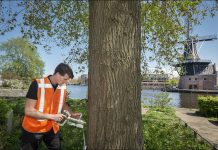 1.325 Haarlemse iepen krijgen vaccin tegen iepziekte Vaccin tegen iepenziekte- Paul Vreeker, United Photos.