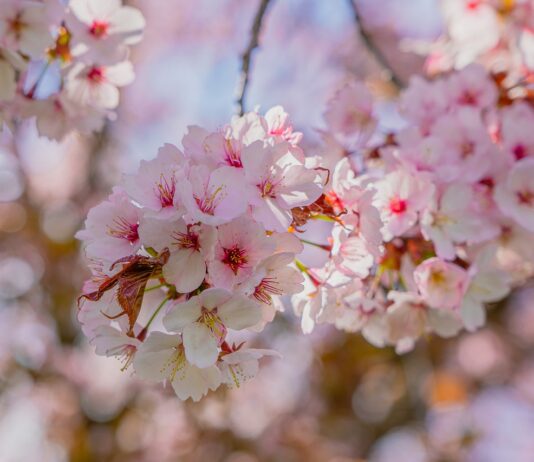 Meer nieuwe bloesembomen in Boerhaavewijk Cherry Blossoms Flowers Spring - ChiemSeherin / Pixabay