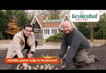 Aladdin plant tulp in Keukenhof