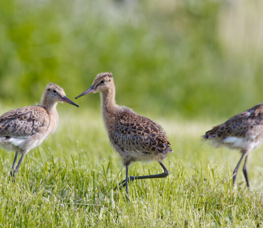 Jaarboek Boerenlandvogels 2021 laat een iets beter weidevogeljaar zien Gruttokuikens. Fotografie: Menno Schaefer.