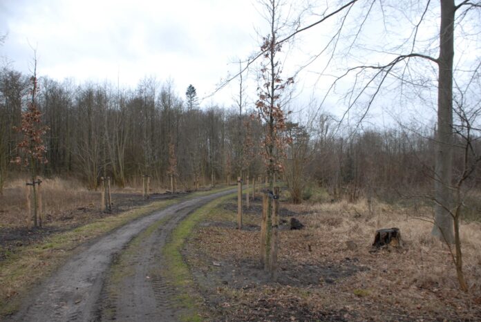Nieuwe aanplant eikenlaan. Fotografie: Bas v.d. Hengst. Nieuwe aanplant eikenlaan. Fotografie: Bas v.d. Hengst.