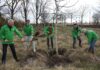 GroenLinks plant eerste drie bomen van een ‘Muggenbos’