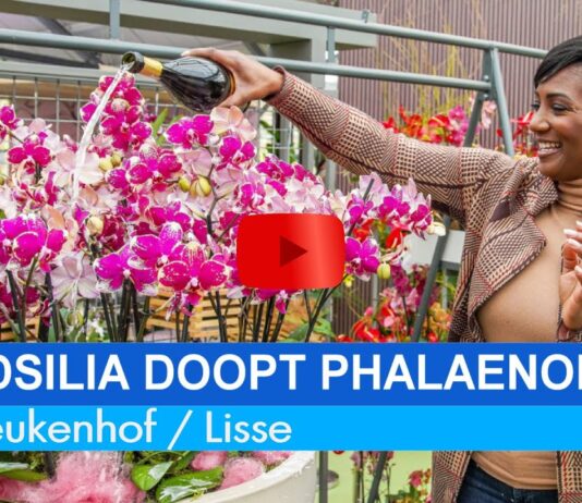 Edsilia Rombley doopt Phalaenopsis in Keukenhof