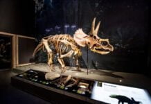 Een dino in de Bibliotheek Haarlem Centrum Triceratops in zaal Dinotijd. Ingezonden foto Bibliotheek Zuid-Kennemerland.