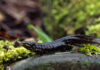 Voorbereiding paddentrek in volle gang Foto: Kleine watersalamander / Fotograaf: Ger Tik.