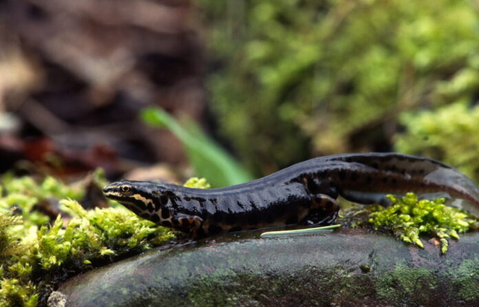 Foto: Kleine watersalamander / Fotograaf: Ger Tik. Foto: Kleine watersalamander / Fotograaf: Ger Tik.
