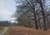 Bosdelen op Leyduin krijgen opknapbeurt Buitenplaats Leyduin - Landschap Noord-Holland.