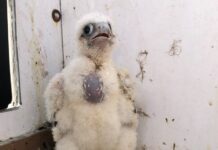 Slechtvalken uit de kast Slechtvalkkuiken. Ingezonden foto IVN Zuid-Kennemerland.