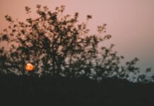 Beleef de Magie van de Overgang van Dag naar Nacht in het Bos van Buitenplaats Elswout in Overveen Photo by Maria Orlova on Pexels