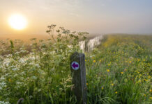Noord-Hollandse Natuurdag: inspirerende sprekers delen ontdekkingen uit de natuur Zeerijdtsdijkje. Fotografie: Ronald van Wijk.