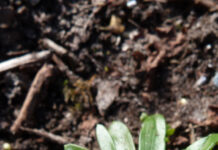 Rondje Bolwerken en Kenaupark