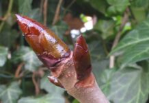 Knoppenwandeling in de Haarlemmerhout