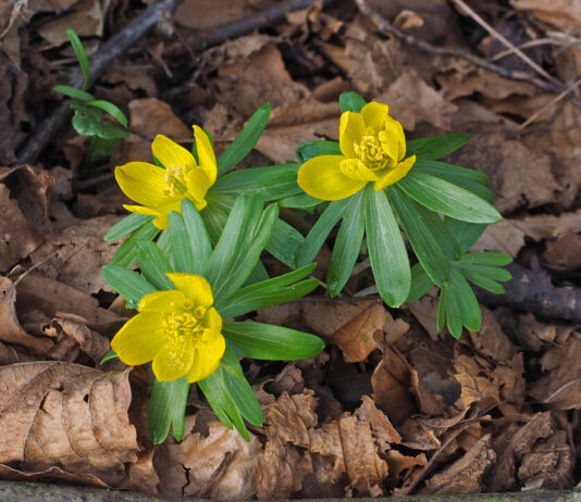 Stinzenplanten in Leyduin Winteraconiet. Fotografie: Wim Apswoude.