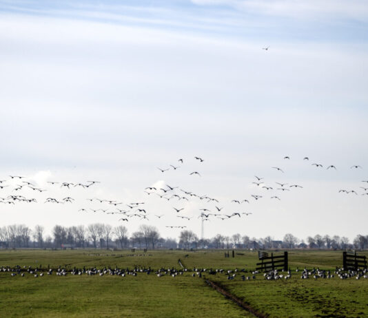 Noord-Holland gaat met nieuw ganzenbeheerplan schade en risico’s fors verminderen Nederland, Warder (NH), 20240213 Wilde Ganzen in het Noord-Hollandse weidelandschap. Foto: Kick Smeets (c) ‘24
