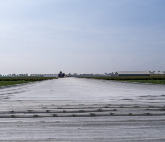 Fototentoonstelling ‘2040. Landbouw in transitie’ in De Gang Bloemkoolteler Wim Reus, Fa. Th. M. Reus & zn. / Westfresh, probeert de omstandigheden op zijn land optimaal te maken voor weidevogels, maar is ook genoodzaakt om zijn gewas te beschermen tegen de houtduif. 10-05-2024, Hem. Uit de serie: 2040. Landbouw in transitie. © David Galjaard.