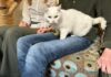 Jippies Kattencafé: Maak vrienden met Catlovers, intergenerationeel! Catlovers (Whitney).