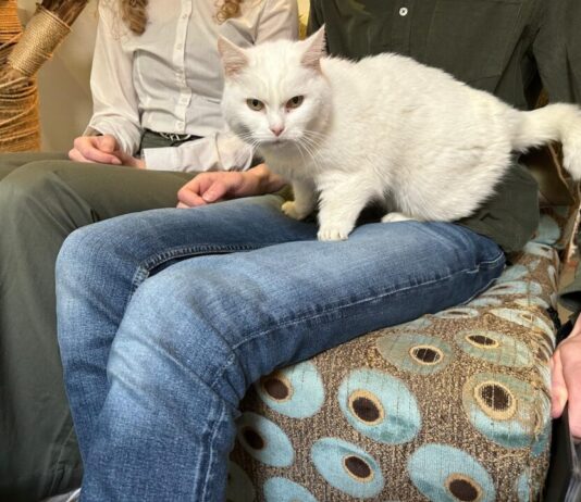 Jippies Kattencafé: Maak vrienden met Catlovers, intergenerationeel! Catlovers (Whitney).
