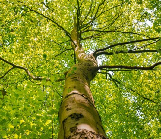 Bomen en planten in de Haarlemmer Kweektuin