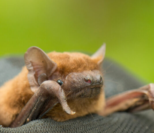 Vleermuis-gefladder in het Bennebroekbos bij Heemstede Rosse vleermuis. Fotografie: Gerard Bos.