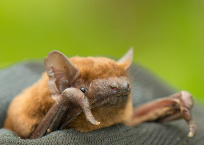 Rosse vleermuis. Fotografie: Gerard Bos.