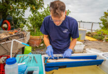 Swimway Rijnland: Al meer dan 70 vissen kregen een zender in onderwater onderzoek Onderzoek Project Swimway Rijnland.